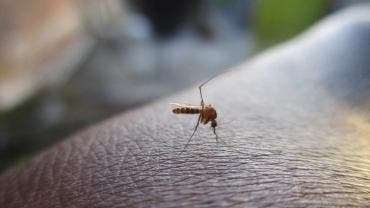 brote Argentina dengue