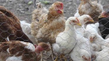 En caso de pandemia de gripe aviar, podría haber vacunas en 4 meses: OMS