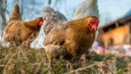 Aclara OMS la Alerta por la gripe aviar no sugiere será la próxima pandemia