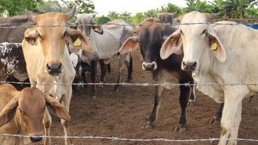 denuncian ganaderos sobrerregulacion gusano barrenador.jpg