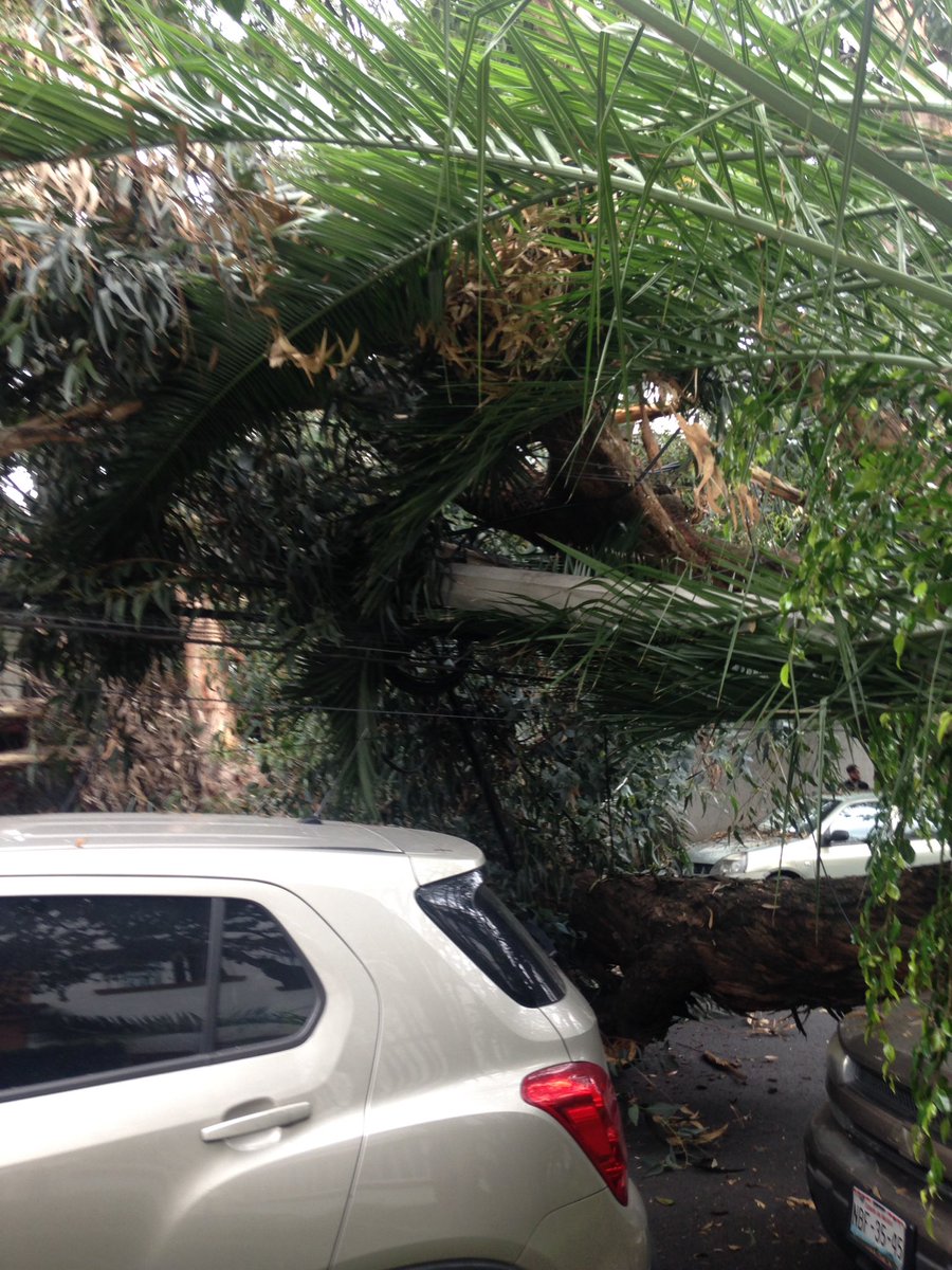 Cae árbol