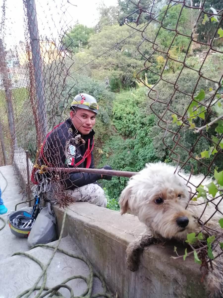 PERRO