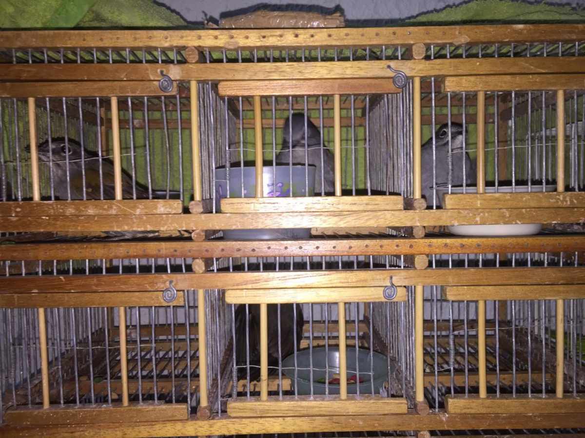 Aves exóticas