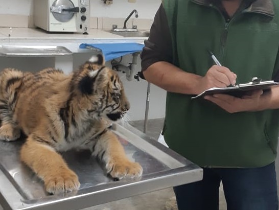 tigre de bengala