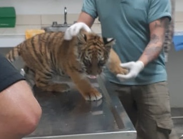 tigre de bengala