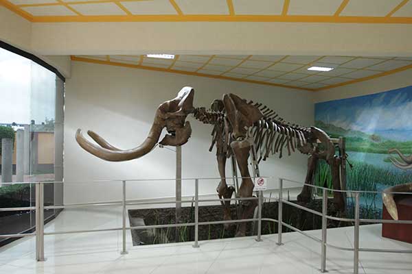 Musei del Mamut