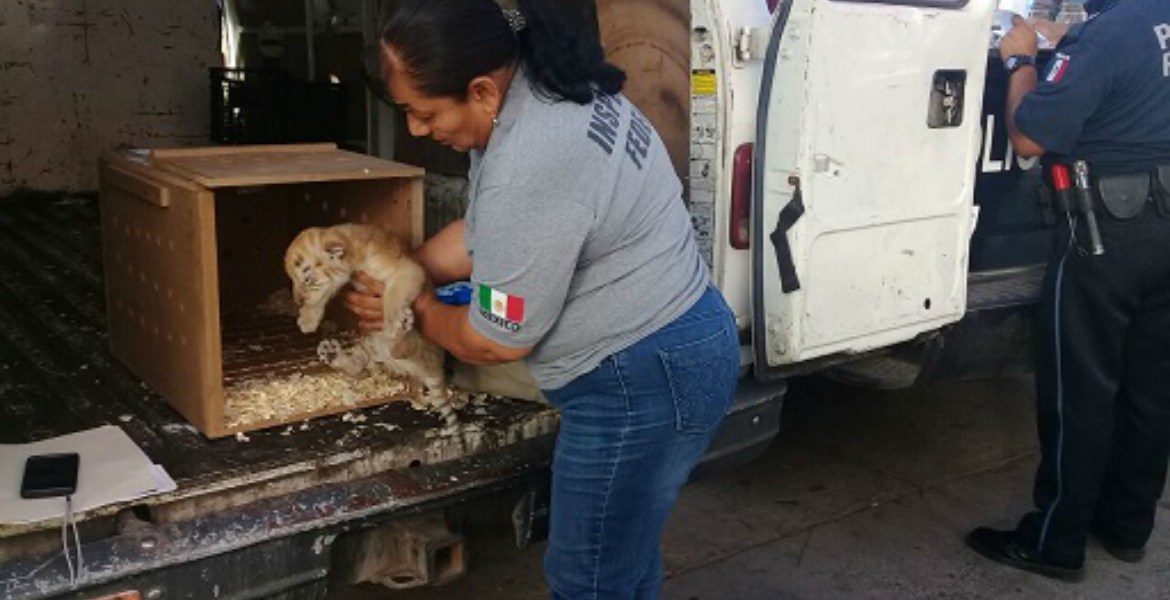 tigre de bengala y ocho cocodrilos