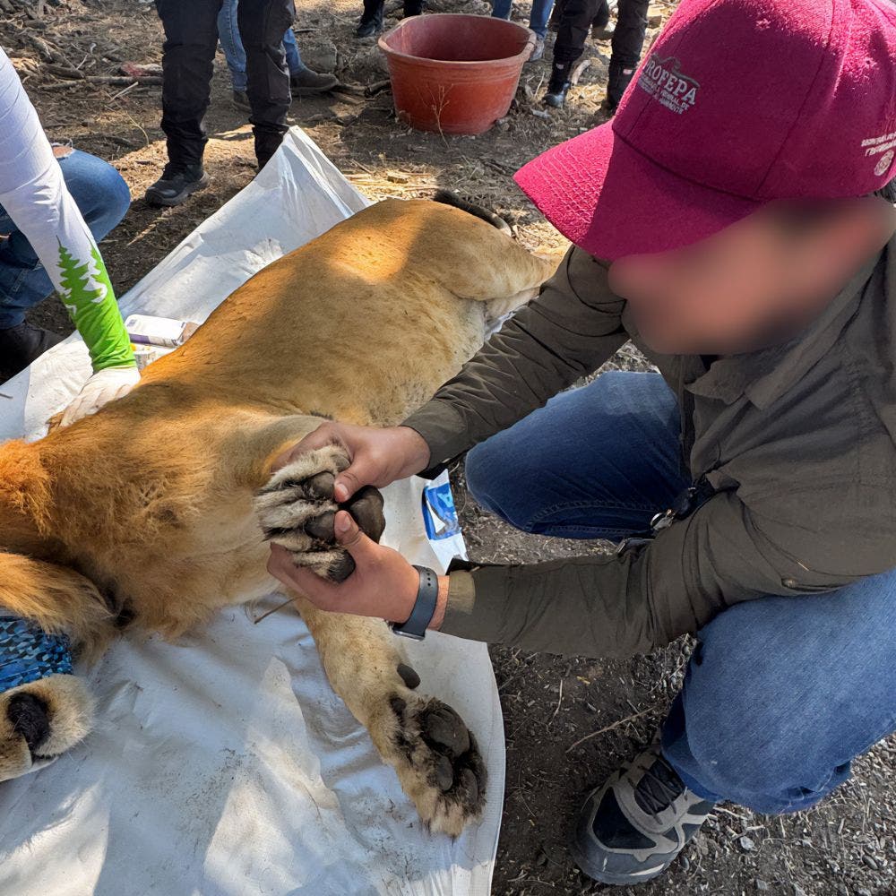 León en Ixtlán del Río, Nayarit