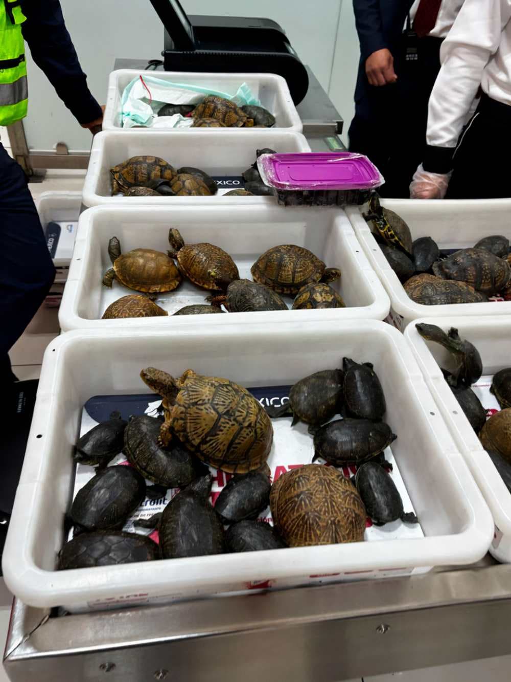 Tortugas detenidas