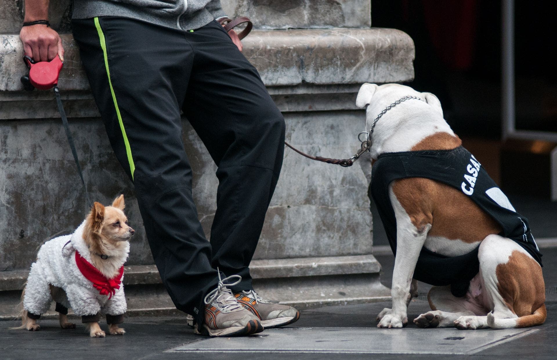 Cuidado mascotas frío (Cuartoscuro)