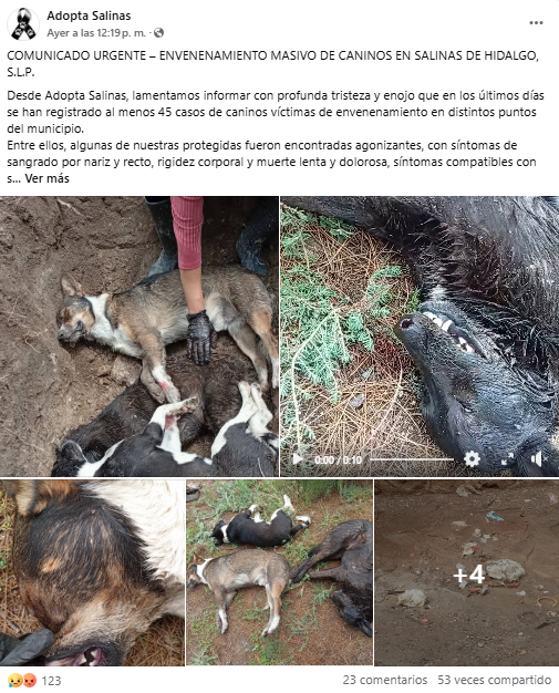 Denuncian envenenamiento masivo de perros en SLP; FGE investiga
