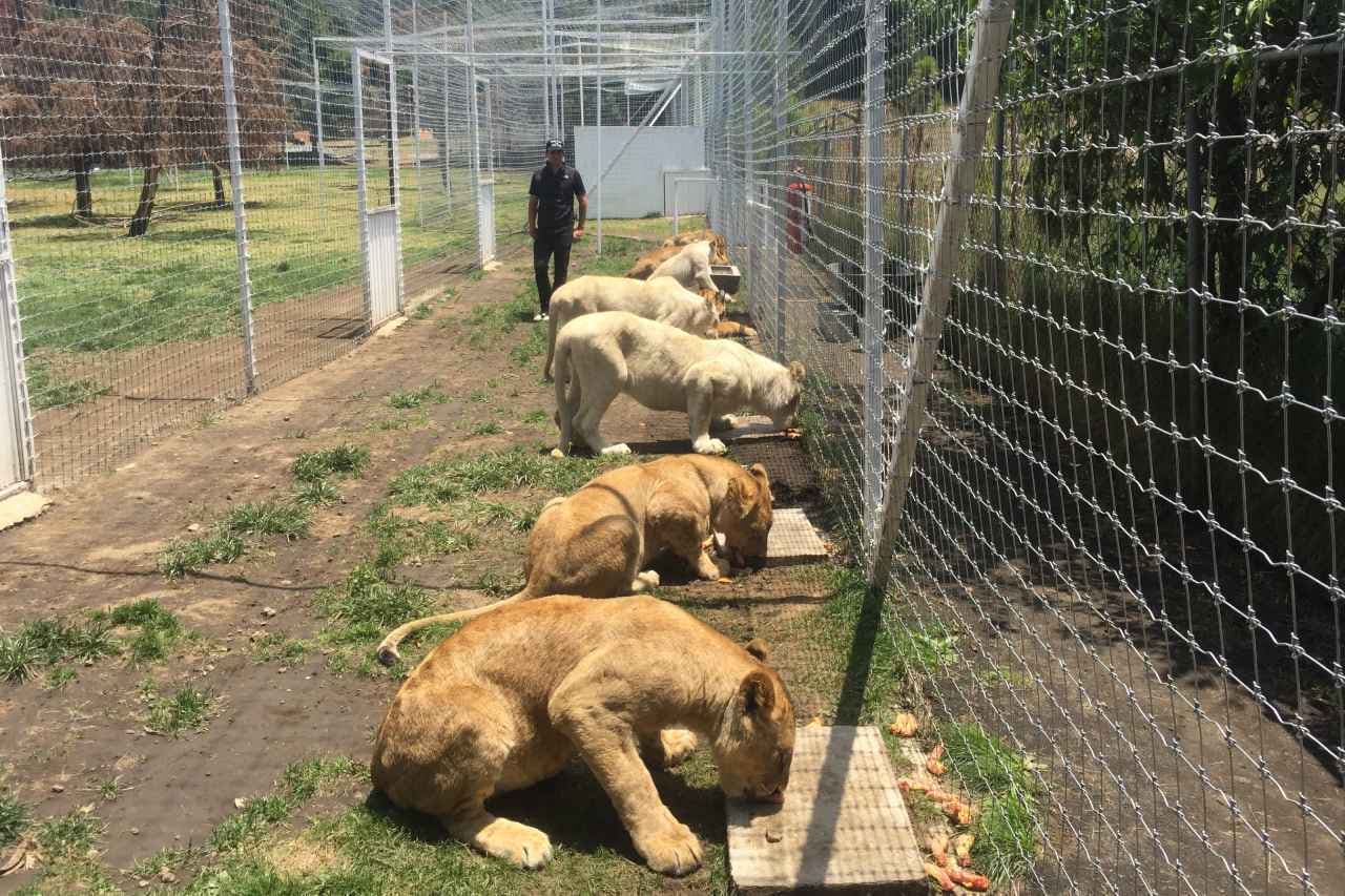 AZCARM RESCATE FELINOS
