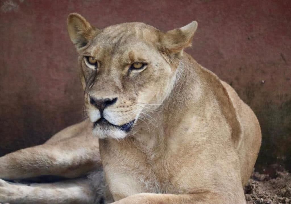 AZCARM RESCATE FELINOS