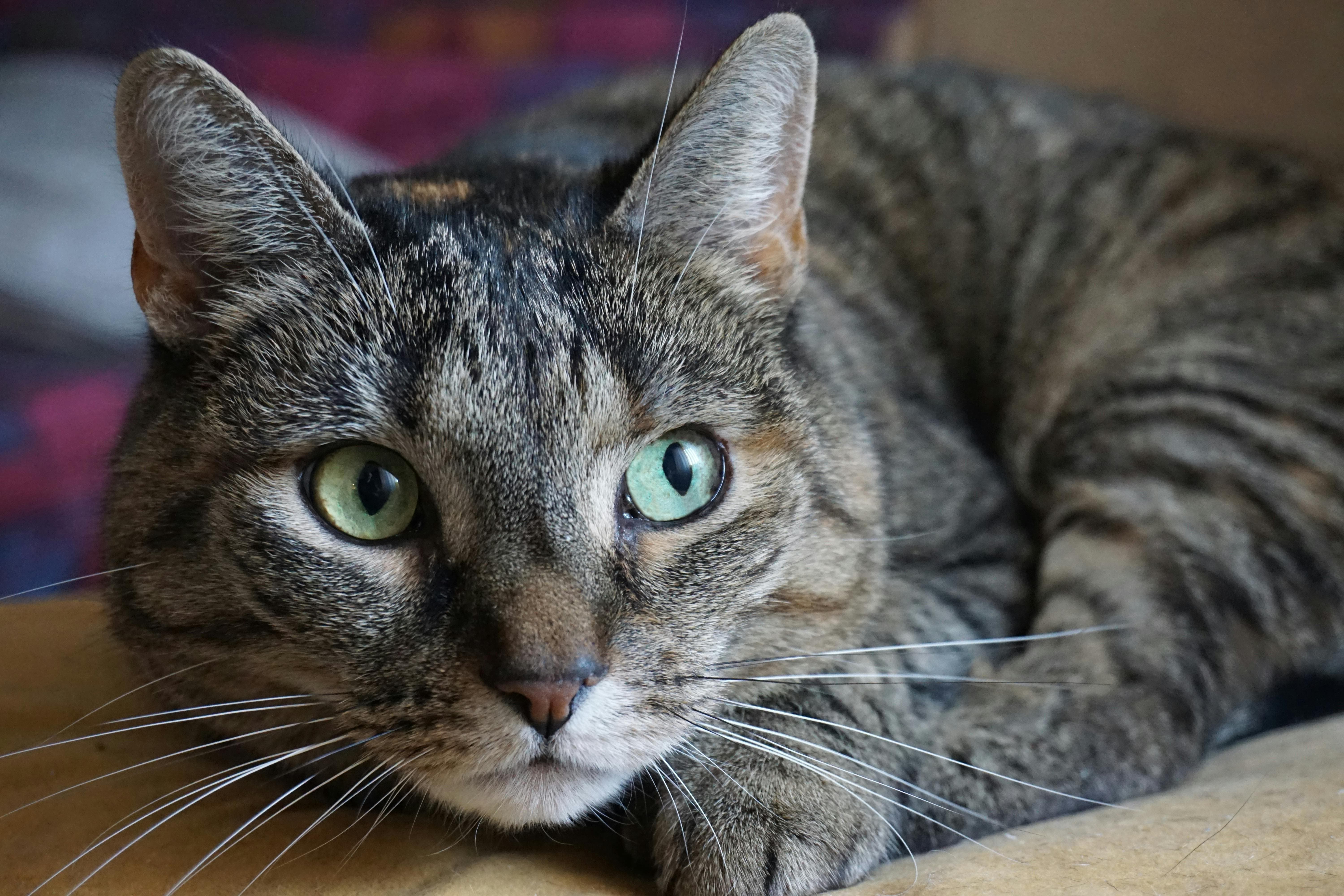 gato 