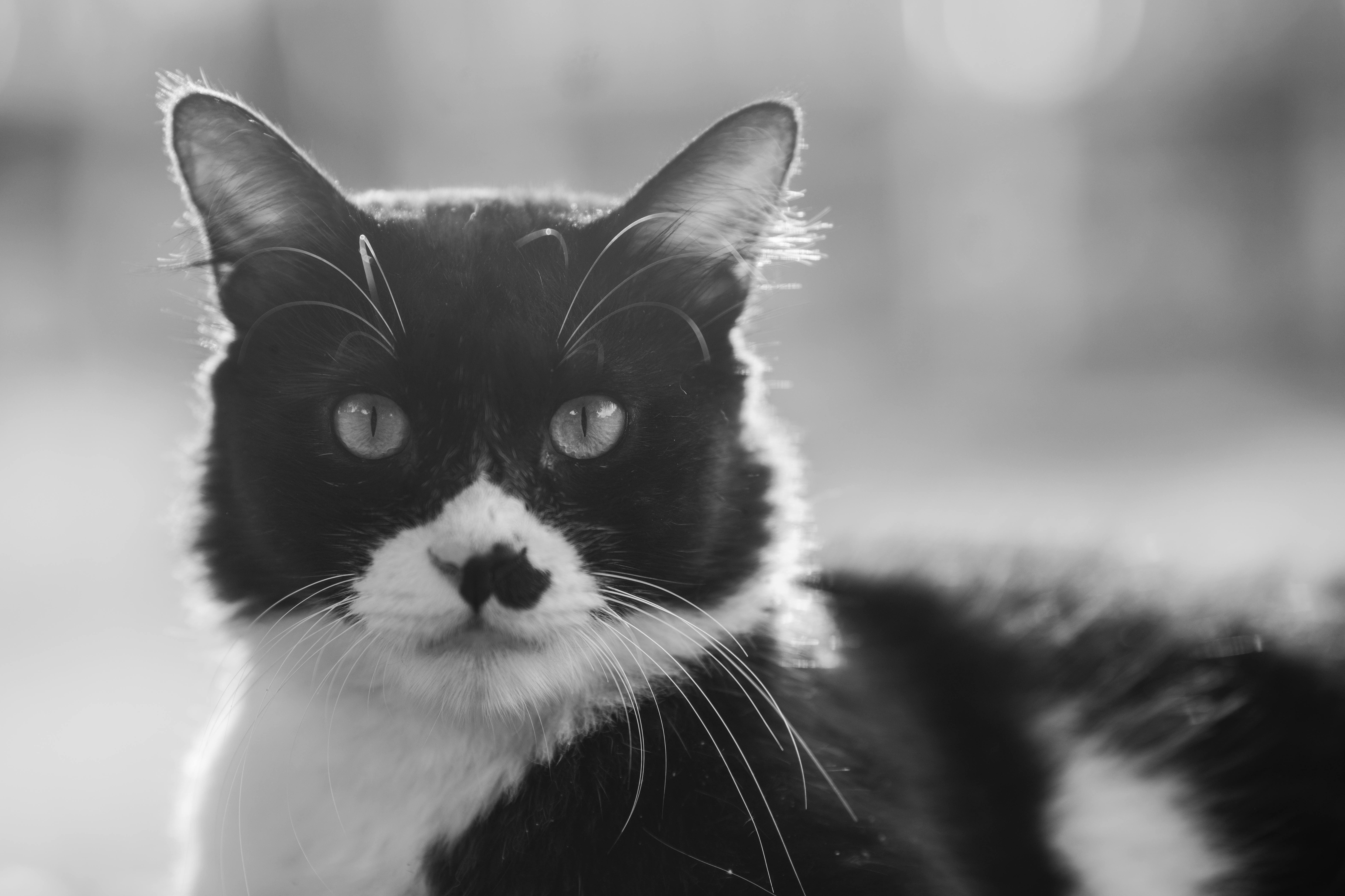 gato 
