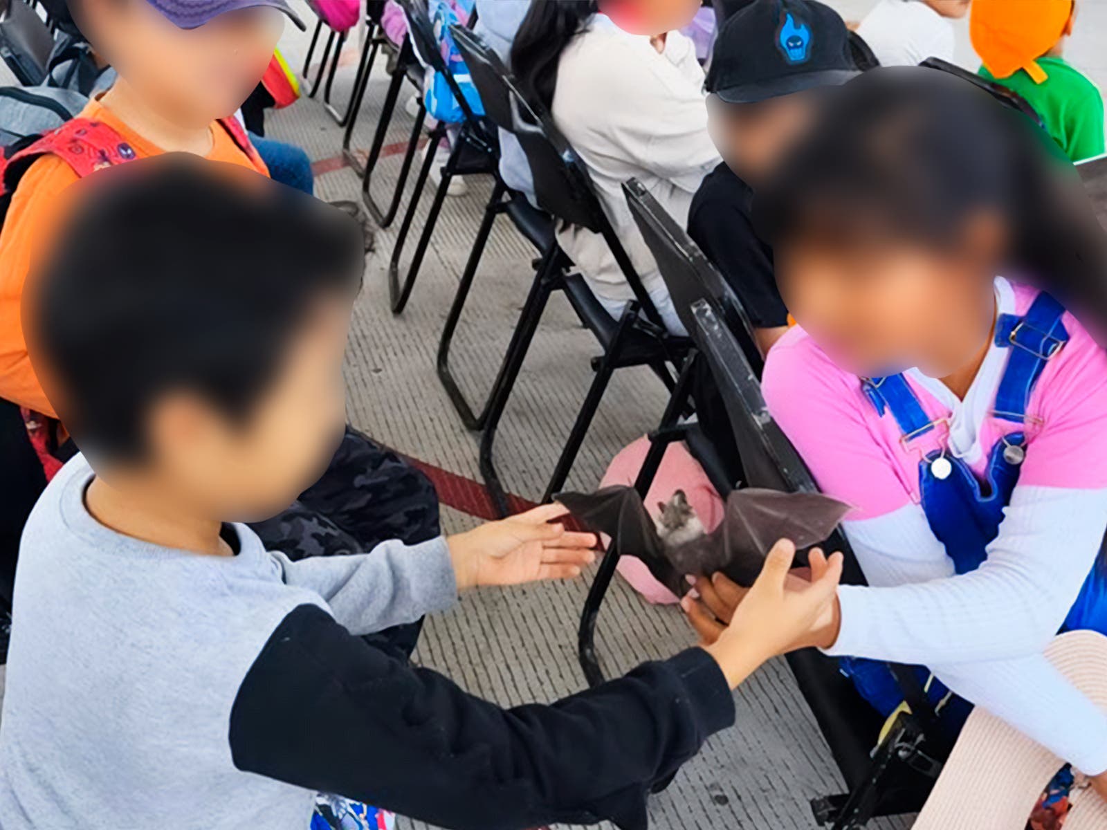 Murciélagos_TLAX_004