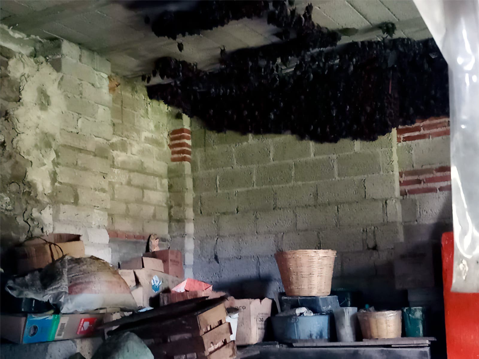 Murciélagos_TLAX_005