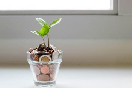 Planta en vaso