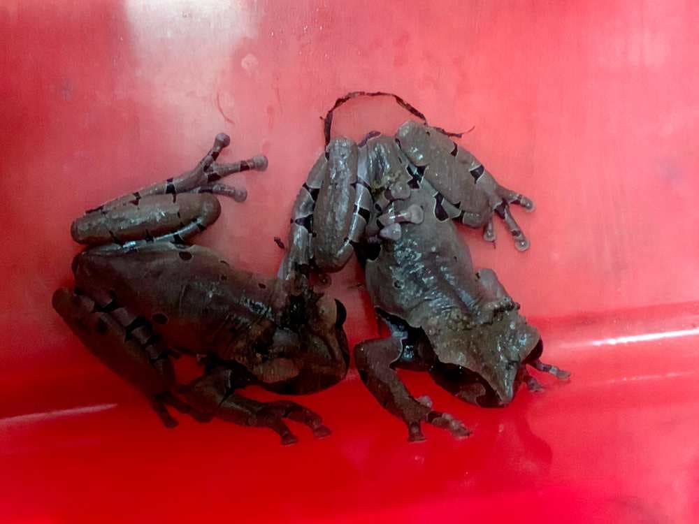 Ejemplares de ranas asegurados