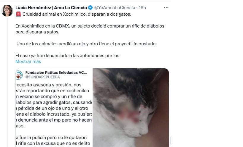 Sujeto dispara gatitos en Xochimilco