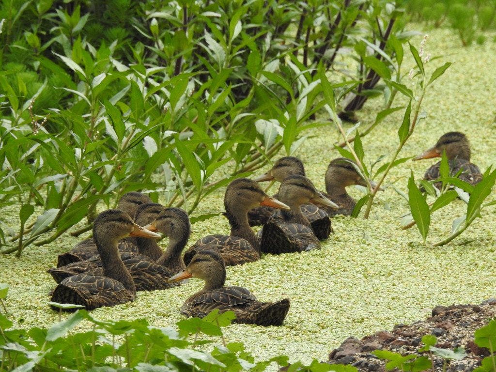 sedema