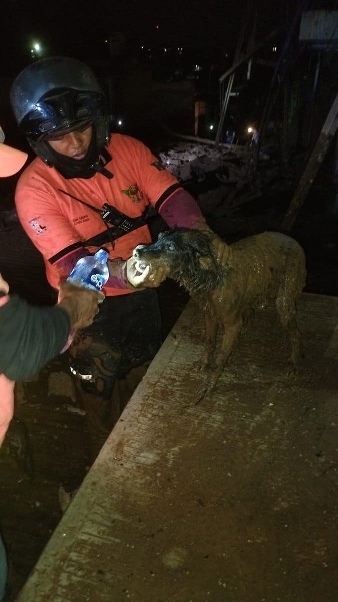 Perrito rescatado bajo los escombros en Xalapa, Veracruz