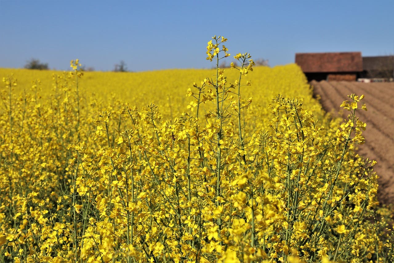 canola