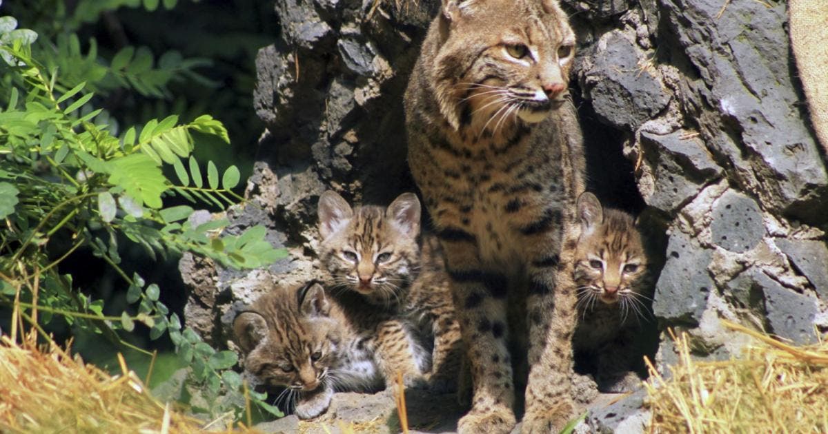 Sedema informa sobre avistamiento de Lince en el Desierto de los Leones Diario de México