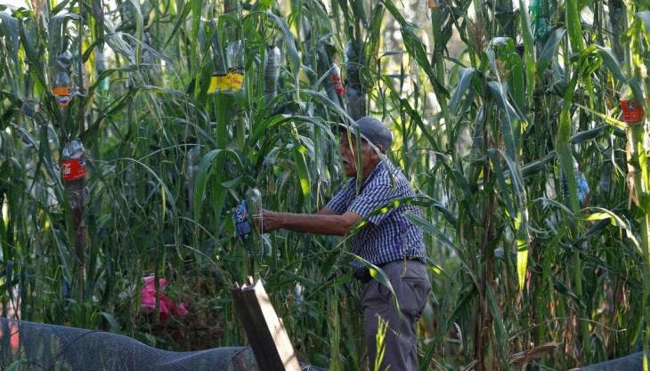 Jesús Pulido Gálvez supervisa una milpa en la ciudad de Guadalajara