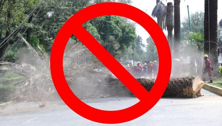 Los estípites de las palmeras retiradas serán reutilizados como mobiliario urbano en parques y espacios públicos, tras un tratamiento especializado