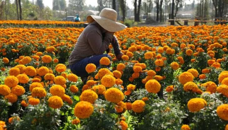  la tradición mexicana también será promovida en el extranjero, con actividades en España y Francia, donde se celebrará la fiesta del Día de Muertos en París.