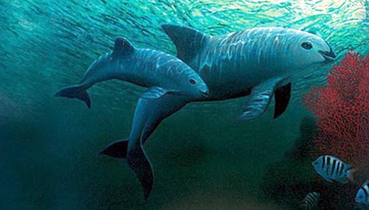 Vaquita Marina confirman avistamiento.jpg