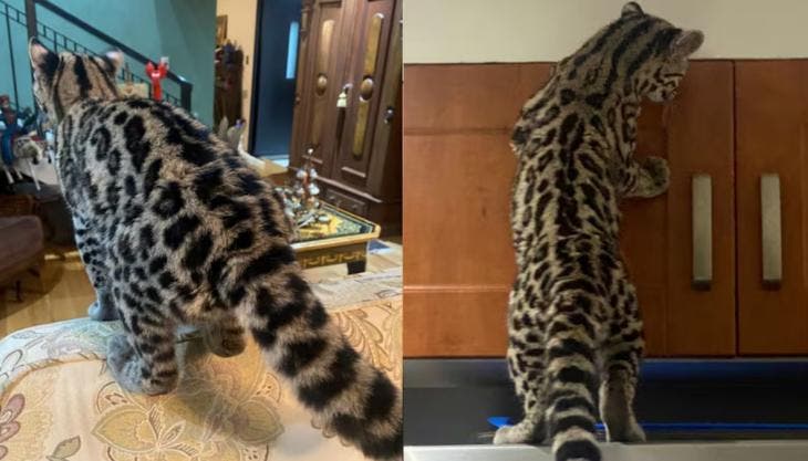 De acuerdo con el reporte oficial, un vecino de la colonia Paseo de las Lomas solicitó el apoyo de la Policía tras localizar al felino silvestre al interior de su domicilio