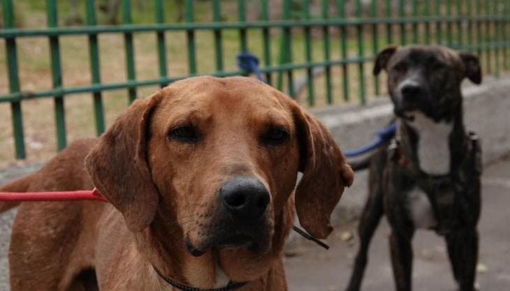 De acuerdo con diversos reportes, casi 300 perros fueron abandonados el año pasado en la zona. Muchos llegan con deshidratación, lesiones o sin posibilidad siquiera de moverse.