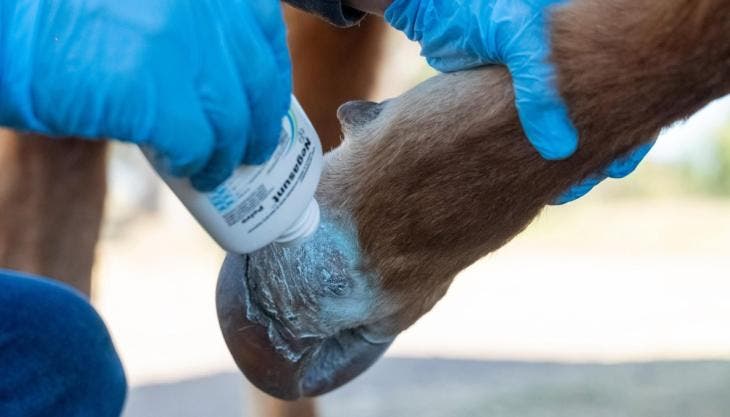 detectan barrenador Michoacan.jpg