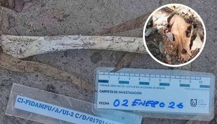 La Fiscalía capitalina informó que, de un conteo preliminar, al menos 798 animales presentaban afectaciones compatibles con maltrato, mientras que 21 animales murieron fuera del inmueble