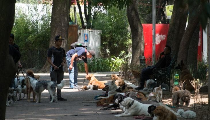 laguna legal traer perros usando celular.jpg