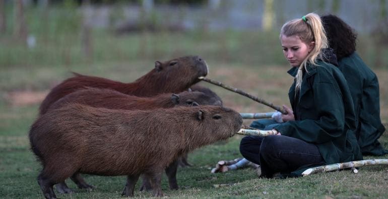 capibaras