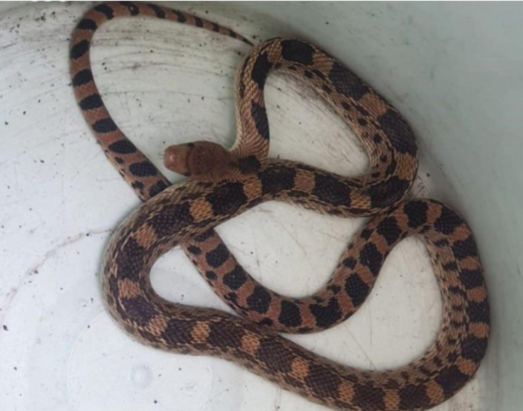 Serpiente es hallada en el motor de un automóvil en Cdmx