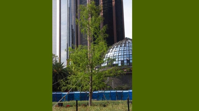 Árbol de ahuhuete en Paseo de Reforma