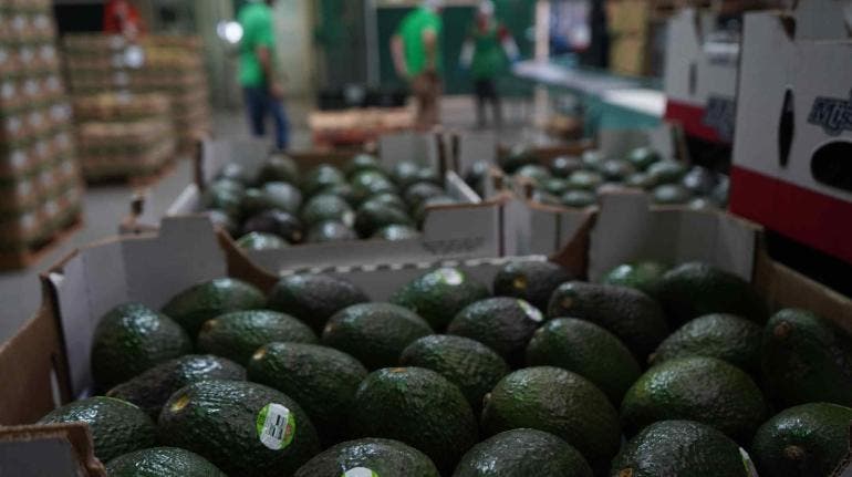 aguacate Jalisco Super Bowl