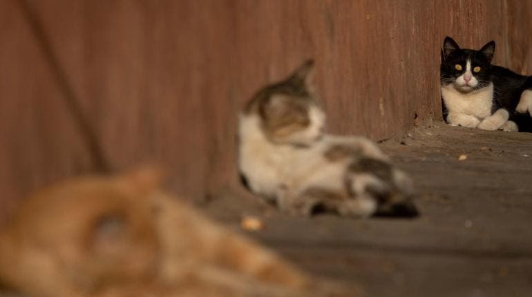 Mata gatos en iztapalapa