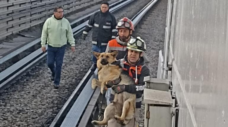 Perrito en instalaciones del Metro