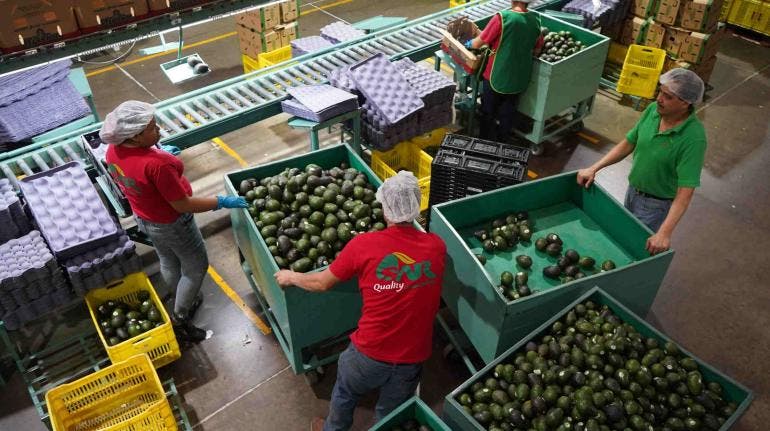 RV Fresh Foods Michoacan EU- T -MEC