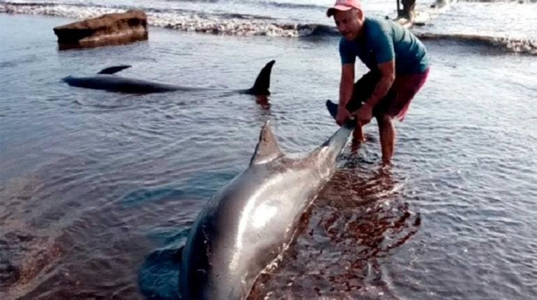 Delfines varados Venezuela