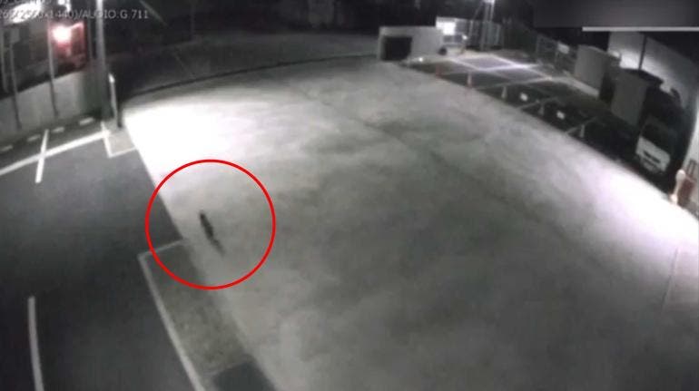 Gato cae en material toxico