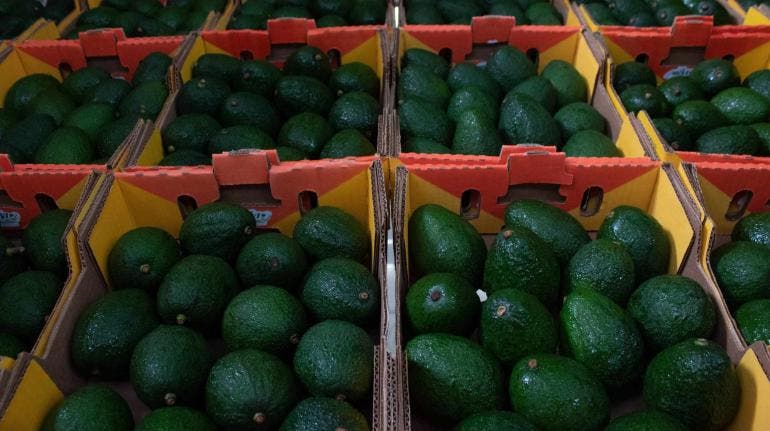 agro superavit Sader