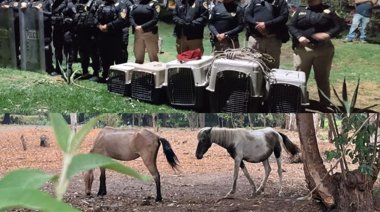  rescata a dos yeguas y tres gatos en Xochimilco
