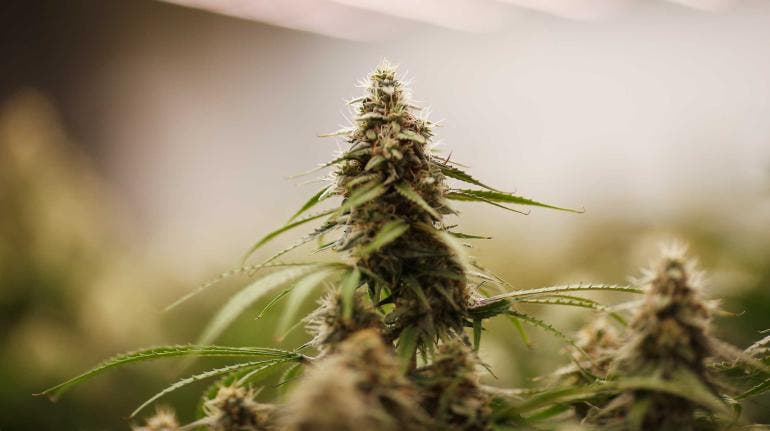 Marihuana legal en EU