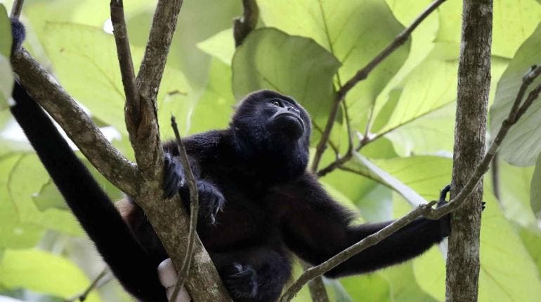 monos aulladores Chiapas Tabasco Semarnat